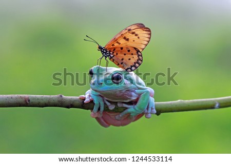 Butterfly landing on head dumpy frog, animal friendly