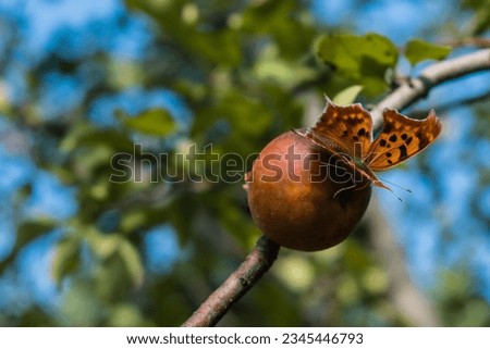Butterfly landing on red apple in orchard.