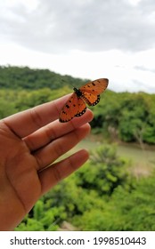 The Butterfly Lands On The Hand, It's Alive And Not Hurt