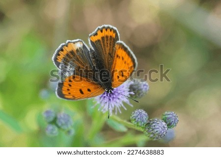 Butterfly Large copper female sits on a blossoming thistle. Lycaena dispar
