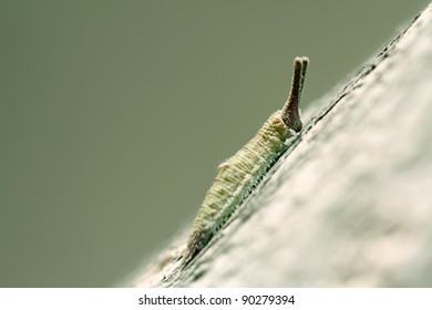 butterfly larva - caterpillar in a tree