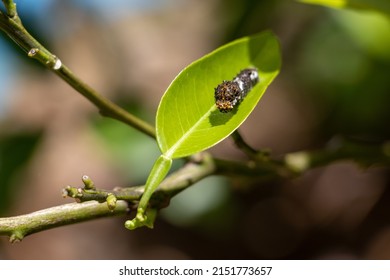 Butterfly Larva On Green Leaf