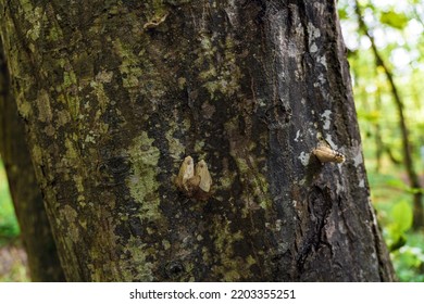 Butterfly Larva On A Tree Trunk