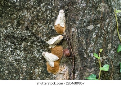 Butterfly Larva On A Tree Trunk