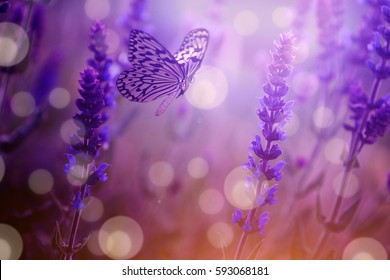 20,253 Lavender butterfly Images, Stock Photos & Vectors | Shutterstock