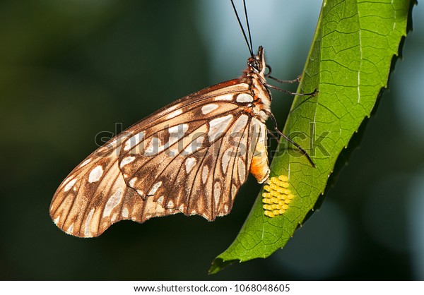 Butterfly Laying Eggs Passion Fruit Leaf Stock Photo Edit