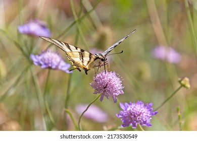 Butterfly Le Flambé Close-up On A Flower