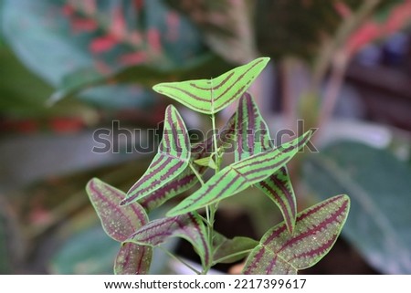 butterfly leaf or known as Christia obcordata