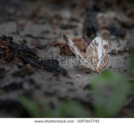 Similar – Mother-of-pearl butterfly on the ground, the wings shimmer like jewels, a living work of art