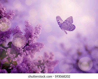 Mariposa y arbusto órgano
