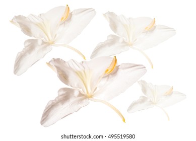 White Ginger Flower Images Stock Photos Vectors Shutterstock