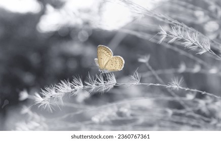 butterfly, little butterfly, a beautiful little butterfly perched on a grass flower