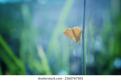 Butterfly, little butterfly, a beautiful little butterfly perched on the grass