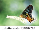 Butterfly : Madagascan Sunset Moth (Chrysiridia rhipheus) ,World