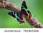 Butterfly : Madagascan Sunset Moth (Chrysiridia rhipheus), World