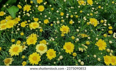 Butterfly Marguerite Daisy. Lemon-yellow daisy flowers in the garden. ストックフォト © 
