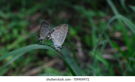 Butterfly mating