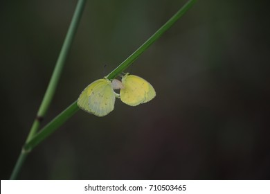 Butterfly mating