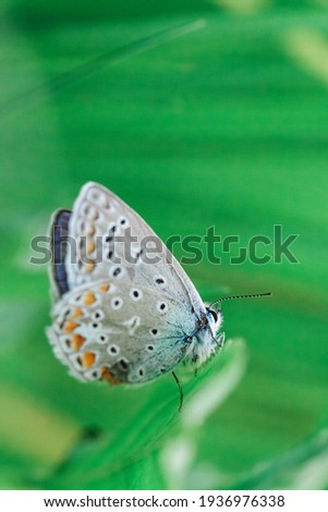 Butterfly in a meadow in summer, close-up of a macro, shallow debth of field Stock photo © 