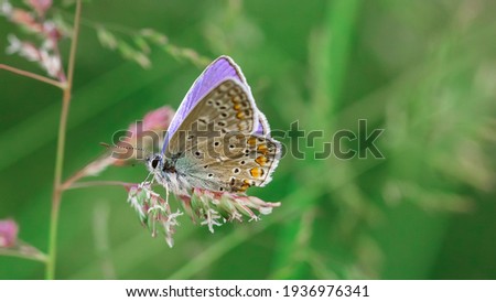Butterfly in a meadow in summer, close-up of a macro, shallow debth of field Stock photo © 