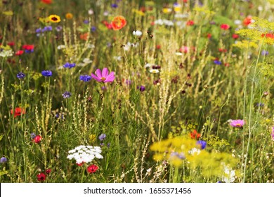 Butterfly meadow with wildflowers and wild native herbs at sunset