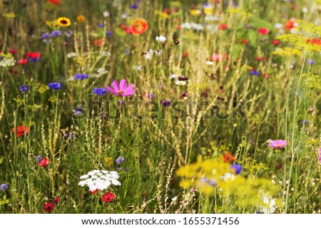 Butterfly meadow with wildflowers and wild native herbs at sunset