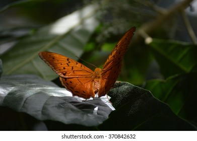 Butterfly In The Melbourne Zoo