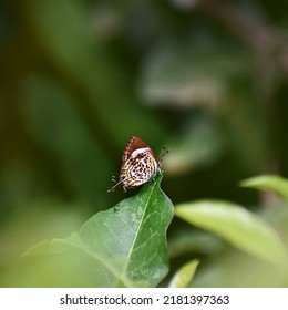 Butterfly In A Micro Photography 