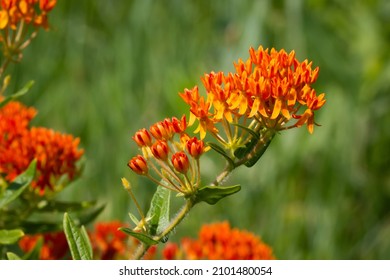 Butterfly Milkweed Against Green Bokeh In Pollinator Prairie