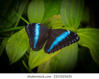 Butterfly Morpho achilles in rainforest - Shutterstock ID 2311025635