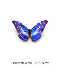 Butterfly Morpho Cypris Cypris Boyaca Colombia - Shutterstock ID 1314777269