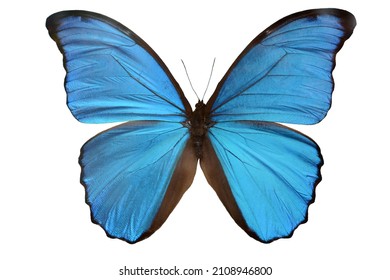 Butterfly Morpho Didius. Morpha Isolate