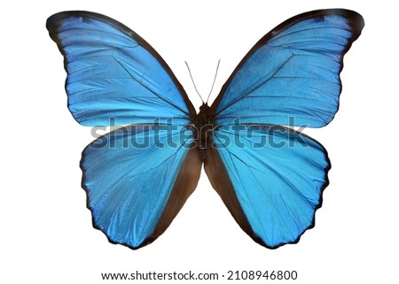 Butterfly Morpho Didius. Morpha Isolate