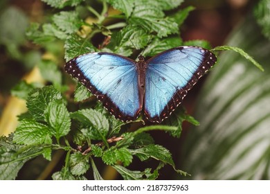 Butterfly Morpho Peleides On Leaf