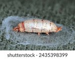 Butterfly, moth caterpillar parasitized and killed by parasitoid ichneumon fly (Aleiodes sp.).
