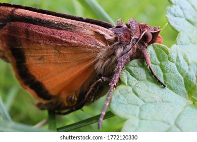 butterfly moth in garden trass