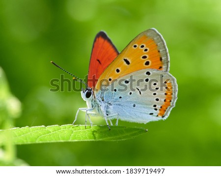 butterfly in natural habitat in spring (lycaena dispar)