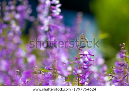 Similar – Kohlweißschmetterling auf Blutfelberich