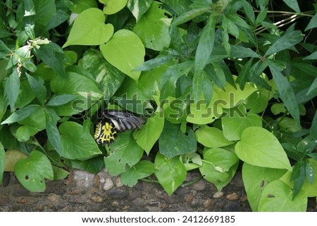 Butterfly in the nature. Butterfly on the green leave. insect beautiful black and yellow butterfly.