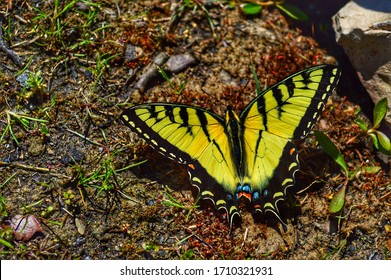 Butterfly Near Beaver Lake In Arkansas