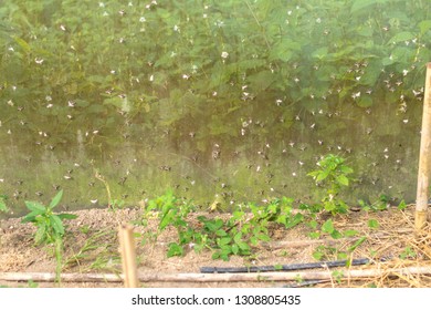 Butterfly In Net Mesh Enclosure