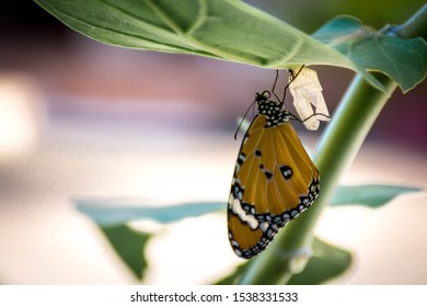 Butterfly New Born Butterfly  Prepare To Fly