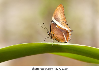 5 Nica flavilla Images, Stock Photos & Vectors | Shutterstock