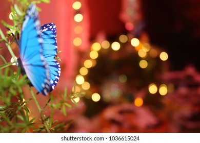 A butterfly at night