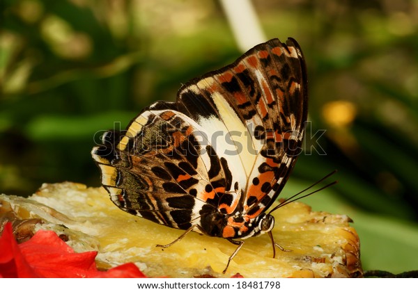 Bộ sưu tập cánh vẩy 4 - Page 25 Butterfly-nymphalidae-agatasa-calydonia-600w-18481798