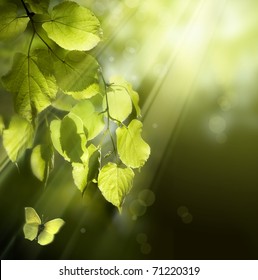 butterfly on the background of the young spring leaves