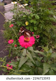 A Butterfly On A Beautiful Red Flower On The Side Of The Road