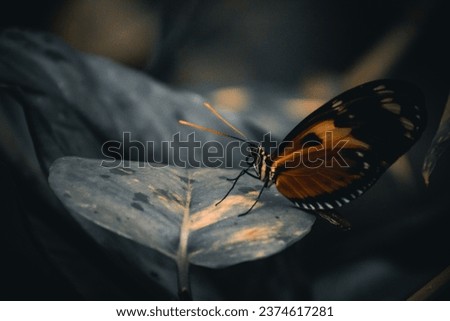 Butterfly on big Leave in a dark cinematic scene