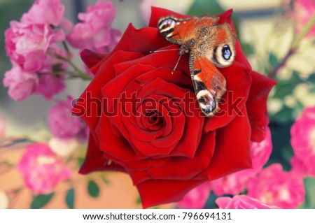   Butterfly on the big red rose on the background of pink roses. Women’s Day background. Valentine's Day background.                             