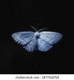 Butterfly on black background